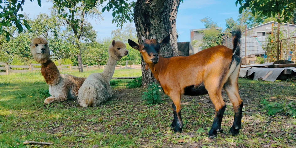 Lamatreking a krmení alpak ve všední dny i o víkendu
