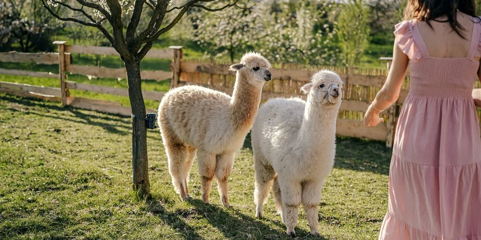 Lamatreking a krmení alpak ve všední dny i o víkendu
