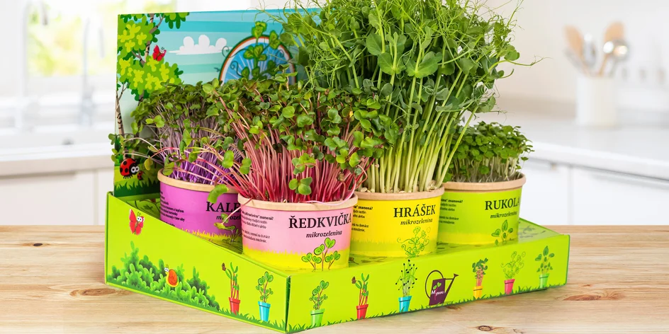 Mikrozahrádka: pěstební sada s 6 druhy microgreens