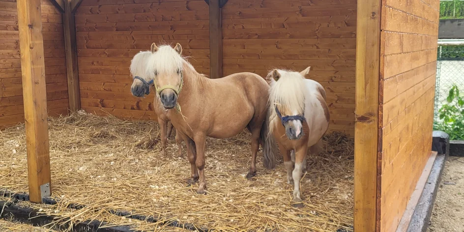 Vycházka s minikoněm Falabella po Pošembeří