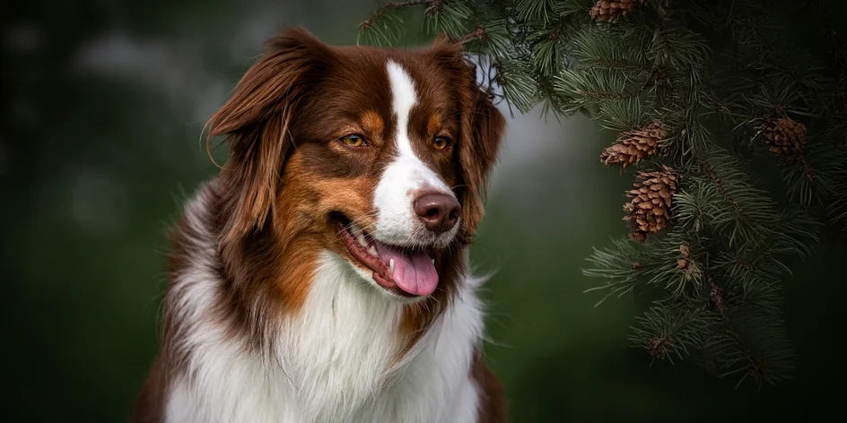 Focení psů v exteriéru: 5-10 upravených fotek