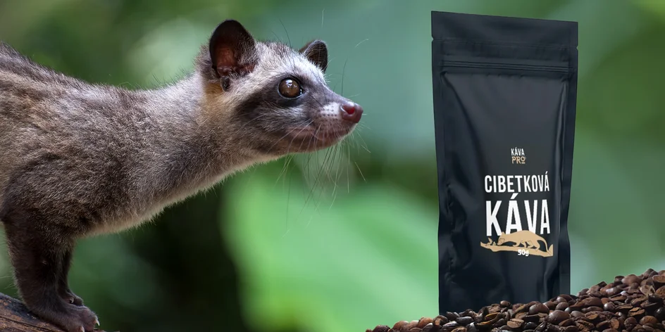 Cibetková káva z Bali od volně žijících cibetek: 50 g