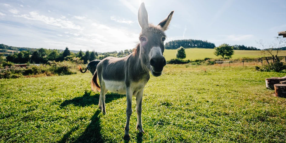 Krmení zvířátek a procházka v jedlém parku