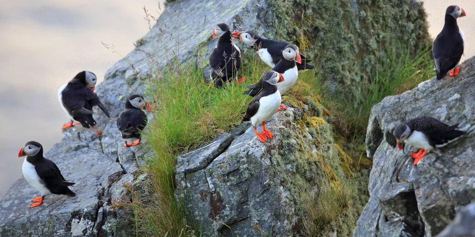 Do Norska busem za přírodou a papuchalky: 3 noci