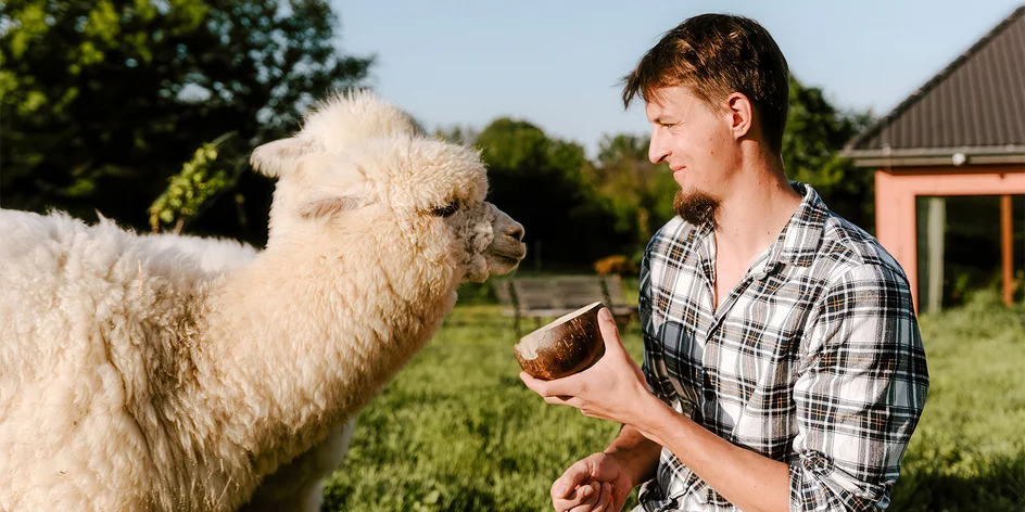 Alpakatrekking až pro 5 osob: procházka s alpakami
