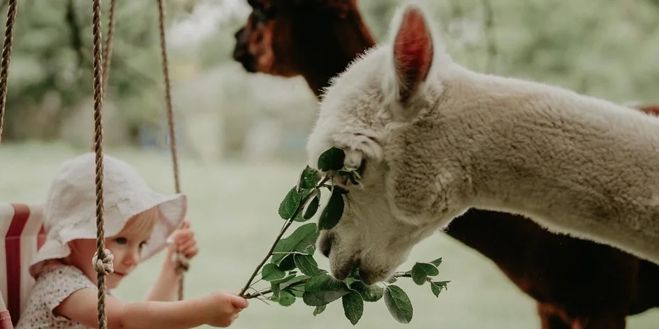 Procházka s alpakami u Hluboké n. Vltavou až pro čtyři
