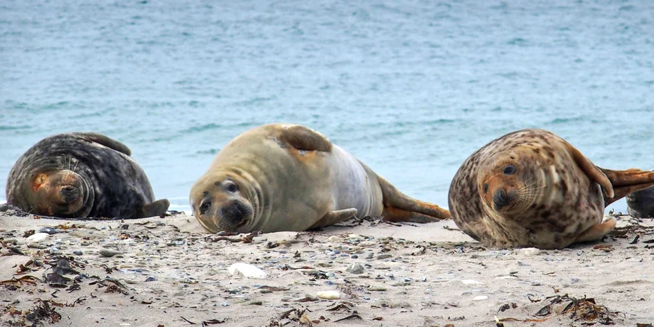 Zájezd na Helgoland s pozorováním tuleňů: 1 či 2 noci