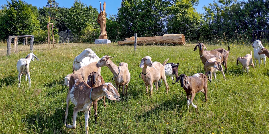 Exkurze na farmě a ochutnávka sýrů pro 2 až 10 osob