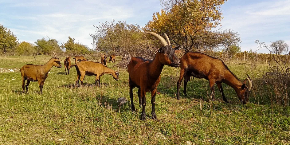 Prohlídka statku až pro 10 osob: procházka s kozami i dojení