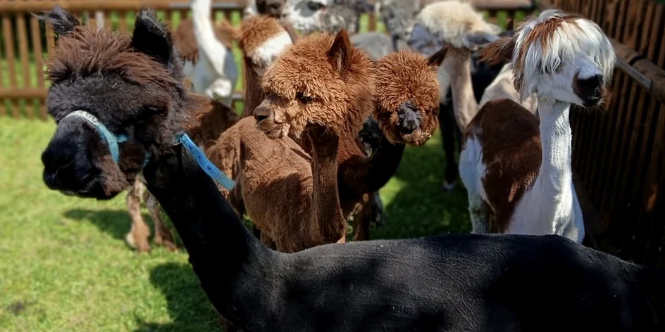 Setkání s alpakami, procházky, mazlení i krmení