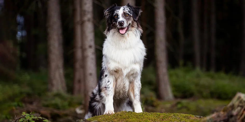 Focení psů: portréty i s páníčkem, 5 fotografií