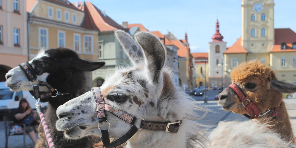 Procházka s alpakami: 1,5 hodiny, vodění, focení i péče