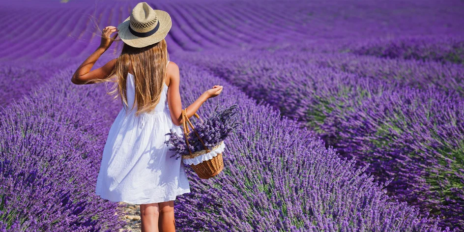 Sezóna voňavej levandule vrcholí. Ktoré levanduľové farmy ponúkajú samozber?
