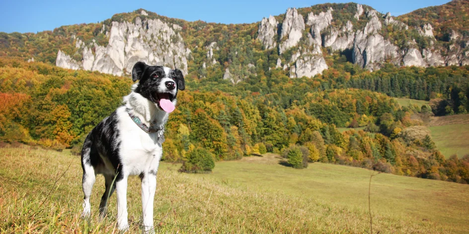 So psom na Súľovské skaly! Tina a Scotty v raji lezcov a milovníkov prírody.