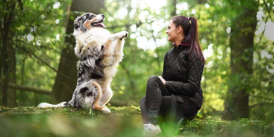 ONLINE kurz základnej poslušnosti psa i šteňaťa