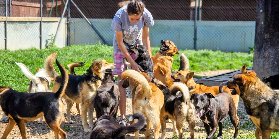 Pomoc psíkom, ktorí si druhú šancu nevedia vypýtať sami