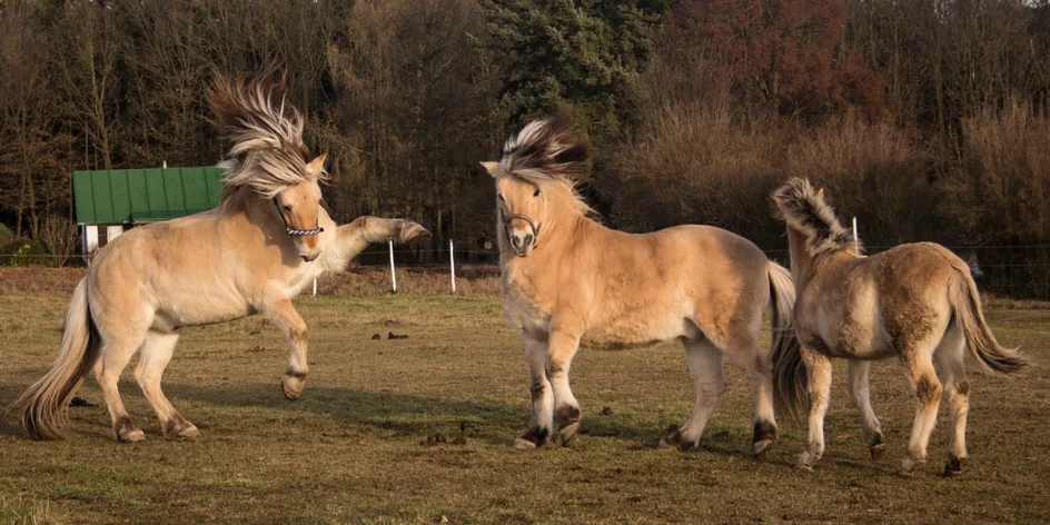 Jízda na fjordském koni pro začátečníky i pokročilé