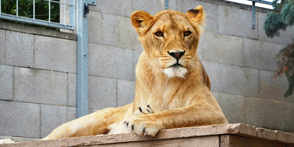 Krmení lvů, velbloudů, lemurů či surikat pro 2 osoby i děti