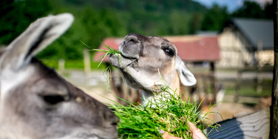 Resort Malevil okouzlil mama blogerku roku: skvělá kuchyně, zoo a vyžití pro děti