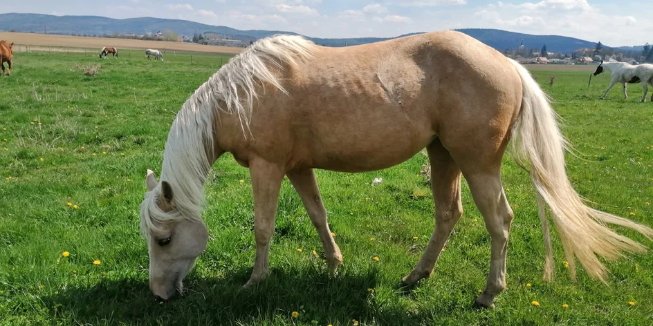Péče o koně a vyjížďka, pro děti jízda na poníkovi