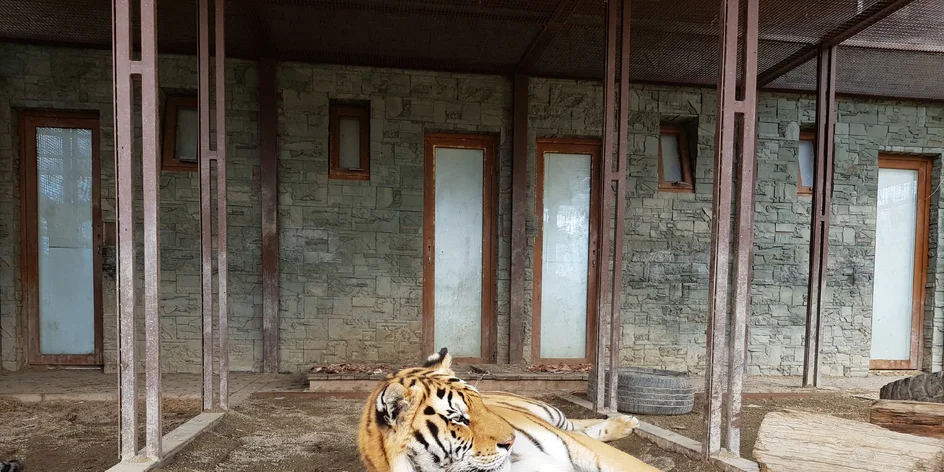 Tiger „tatranský“- Wild park Veľká Lomnica