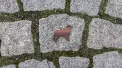 Australský ovčák