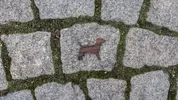 Jack Russel teriér