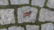 Německý ovčák