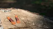 Náušnice Phoenix | Oranžová