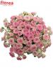 Kytice 34 růží Creamy Twister s více než 100 květy