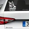 Čivava | Bílá