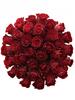 Kytice 35 růží Rhodos (60 cm)