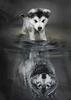 Štěně a vlk