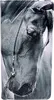 Velká - koně