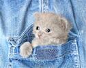 Čistící utěrka kotě v kapse