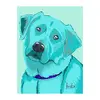 Labrador