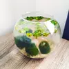 Skleněná koule 0,8l Set + 6 řasokoulí