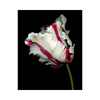 Bílý tulipán 20 x 30 cm
