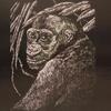 Škrabací obrázek stříbrný A5 - gorila