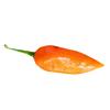 Sazenice Bhut Jolokia Orange 1 ks