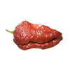 Sazenice Bhutlan Brown 1 ks