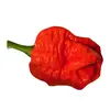 Sazenice Trinidad Scorpion Moruga 1 ks