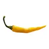 Sazenice Cayenne Yellow 1 ks