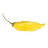Sazenice Lemon Drop 1 ks