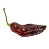 Sazenice Bhut Jolokia Chocolate 1 ks