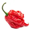 Sazenice Carolina Reaper 1 ks