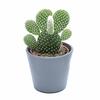 1 malý kaktus - různé druhy