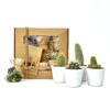 Balíček rostlin - 4 kaktusy + 3 řasokoule