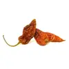 Naga Bhut Jolokia (red/choco) - sušené