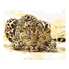 Číhající leopard